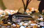 Corydoras axelrodi